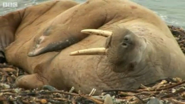 Orkney walrus PIC: BBC