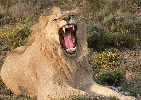Woman Mauled By Lion During Sexual Encounter - video 