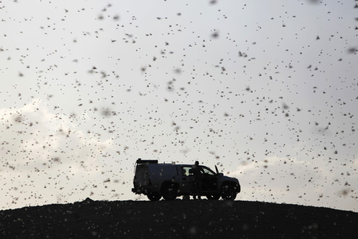 Locusts fly near a car belonging to experts as they map the swarms of locusts near Kmehin in Israel's Negev desert March 5, 2013