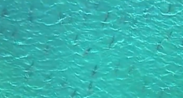 Sharks from above in crystal clear waters