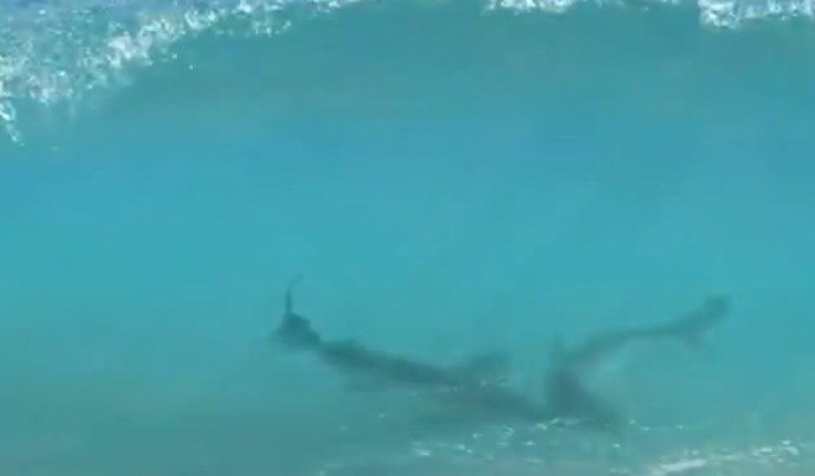 Two sharks up close in Florida