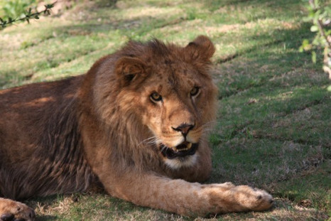 Cous Cous the Lion
