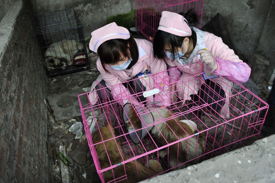 Volunteers give treatment to dogs after rescuing them at a disused pig farm in Chongqing municipality, January 17, 2012.