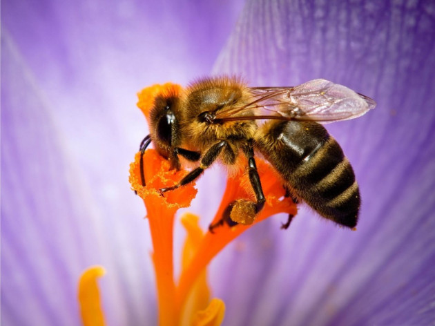 The venom from a bee may be utilised in the prevention of HIV. (wallpapersus.com) The venom from a bee may be utilised in the prevention of HIV. (wallpapersus.com)