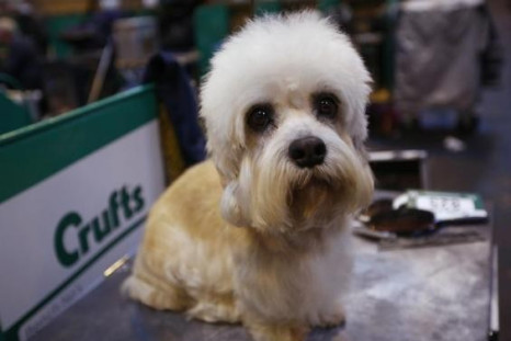 Around 5,000 dogs have been battling it out at Crufts for the top two places in Sunday's prestigious Best in Show final, and also in the Toy and Utility groups.