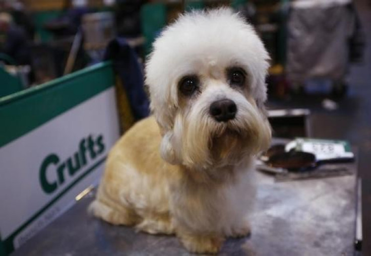 Around 5,000 dogs have been battling it out at Crufts for the top two places in Sunday's prestigious Best in Show final, and also in the Toy and Utility groups