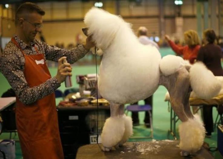 In 2008, the RSPCA boycotted Crufts because of concerns that the show's judging criteria encourages the breeding of "deformed and disabled" dogs