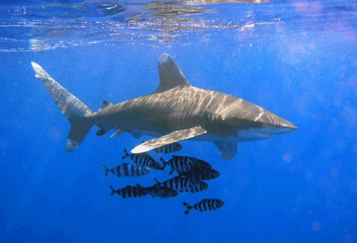 Ocean Whitetip