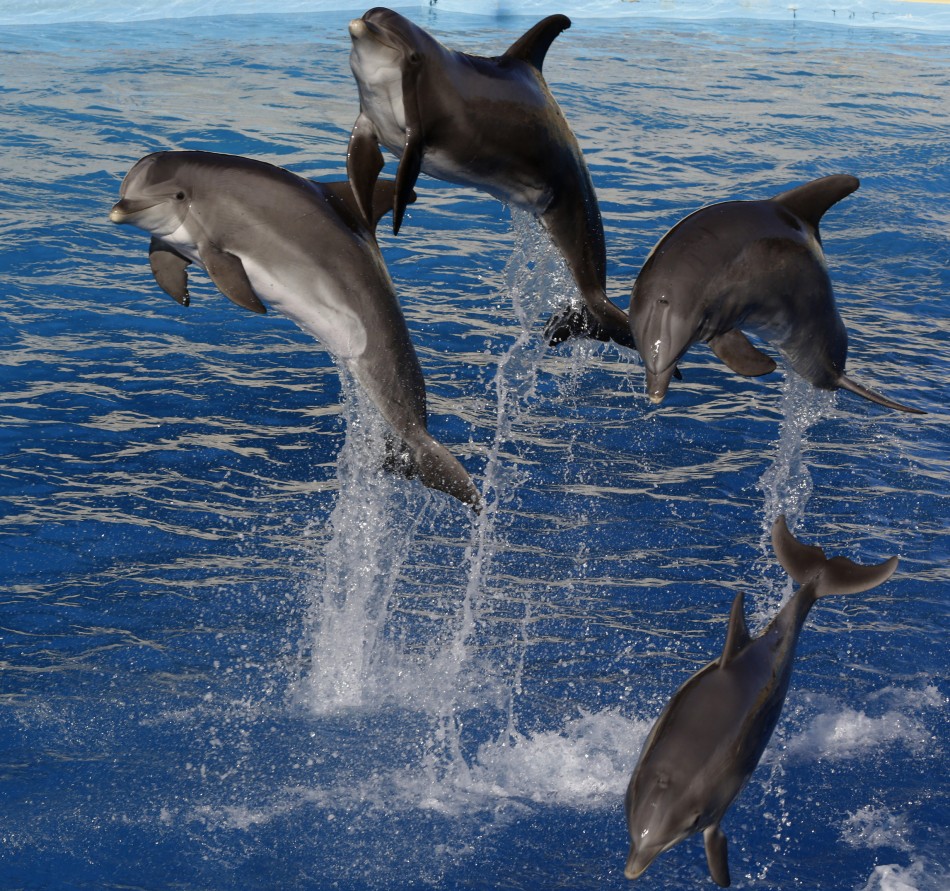 Three Sex Crazed Killer Dolphins Escape into Black Sea