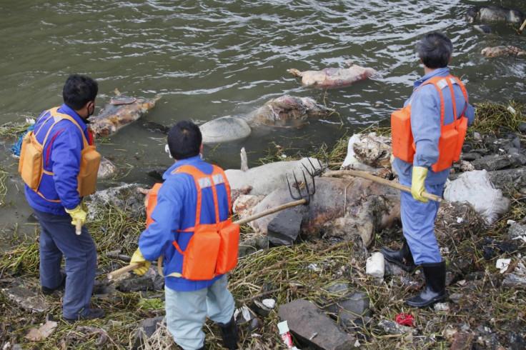 Huangpu River Dead Pigs