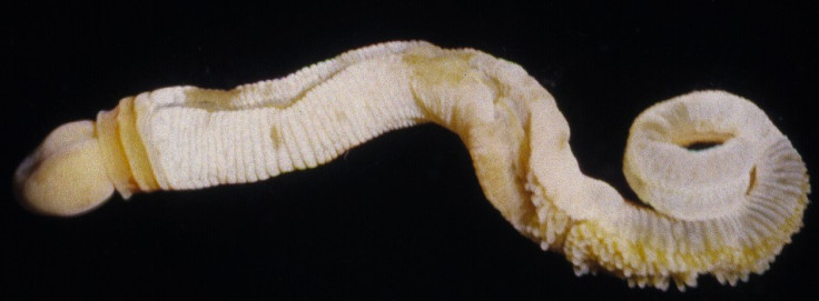 Spartobranchus tenuis