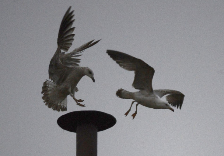 seagull Vatican