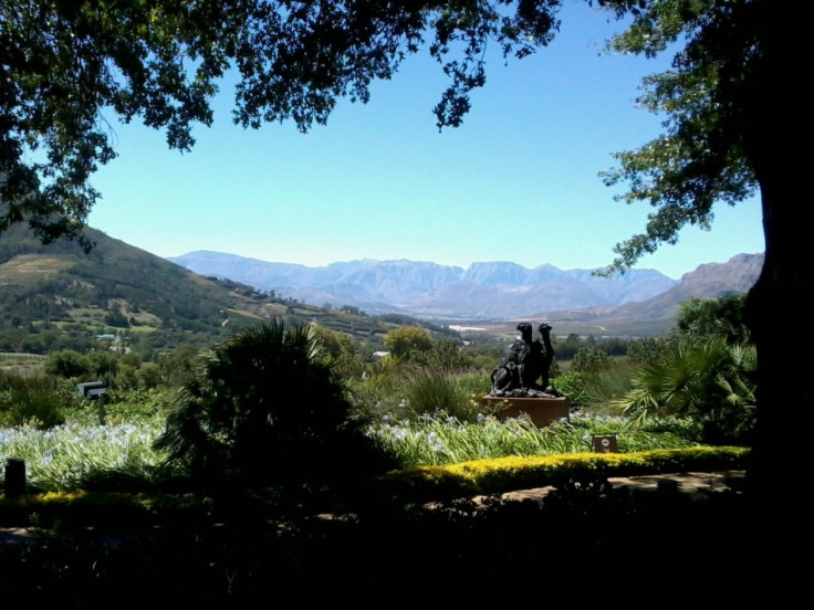 South African vineyard