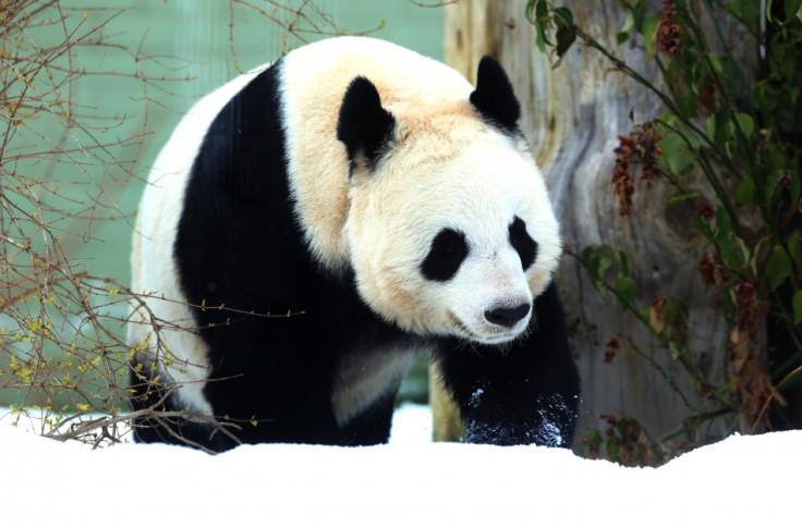 Panda on the prowl for a mate