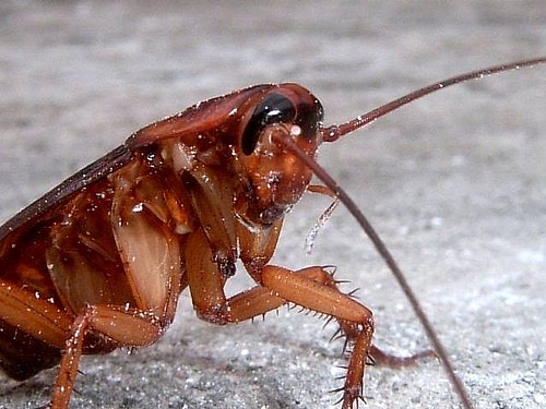 Cockroach