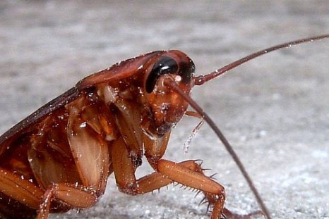 Cockroach