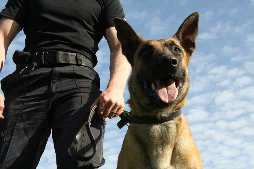 Police Dogs Trained To Sniff Out Hidden Hard Drives Containing Child
