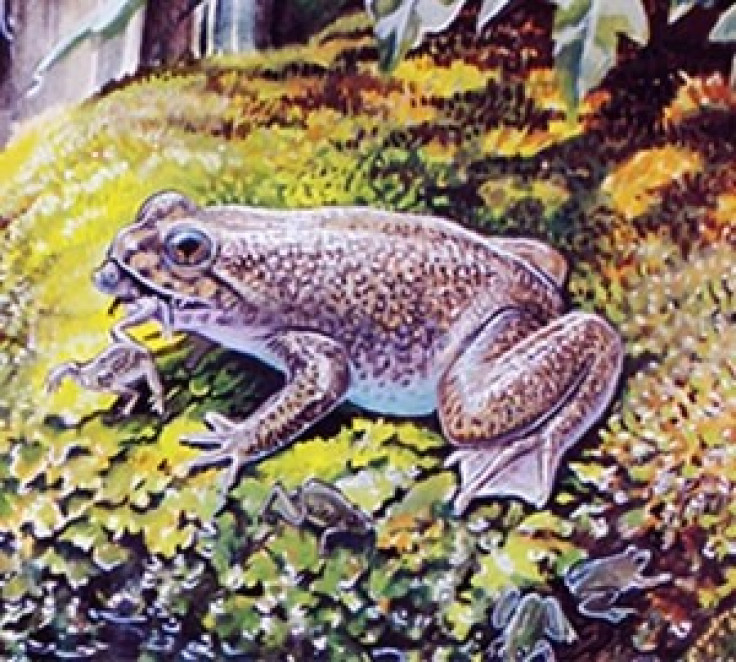 gastric brooding frog