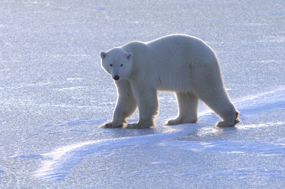 Polar Bears Have To Pile On The Pounds To Survive Global Warming