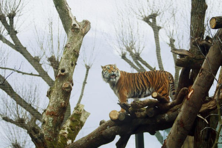Tiger Territory is the tallest tiger enclosure in the whole of the UK