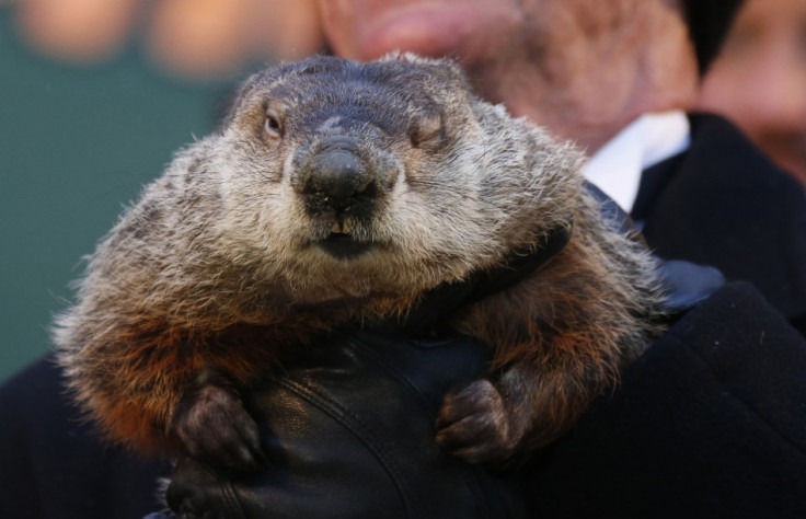 Punxsutawney Phil