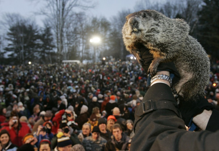 Punxsutawney Phil