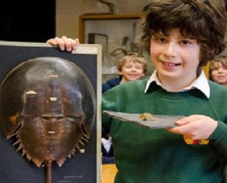 Ten-year-old Bruno Debattista found rare fossil footprints of the horseshoe crab while on holiday in Cornwall. (Oxford University Museum of Natural History)