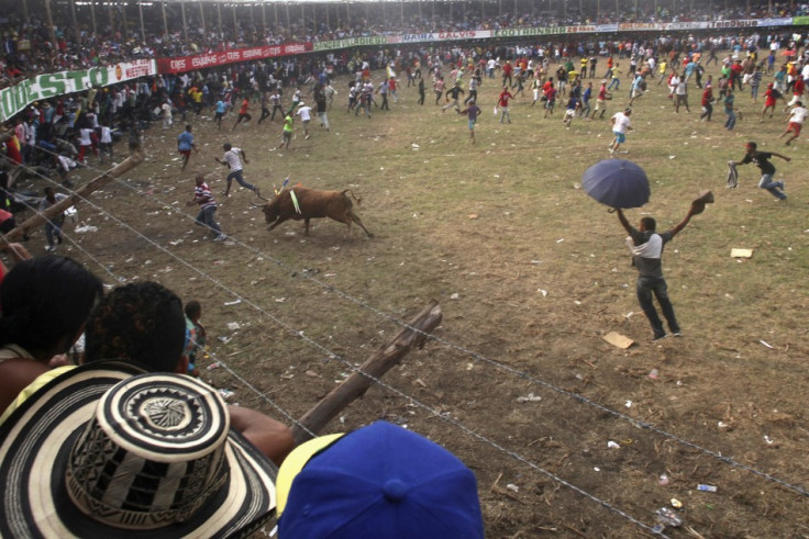 Bullfight