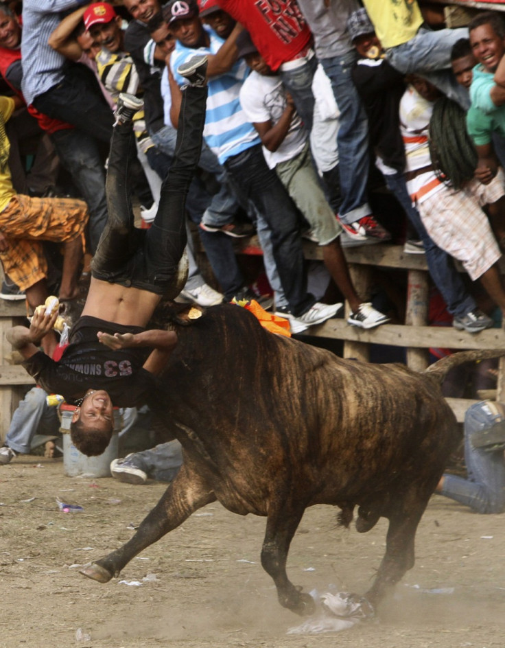 Bullfight