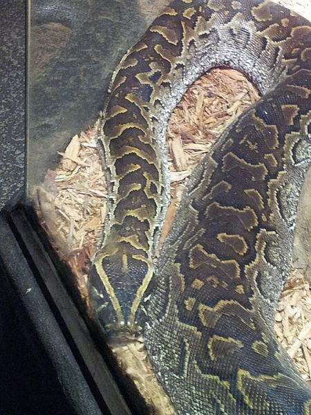African Rock Python