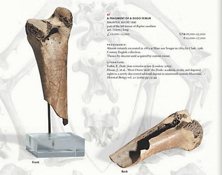 Dodo femur bone