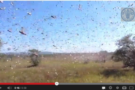 Locusts Plague in Madagascar