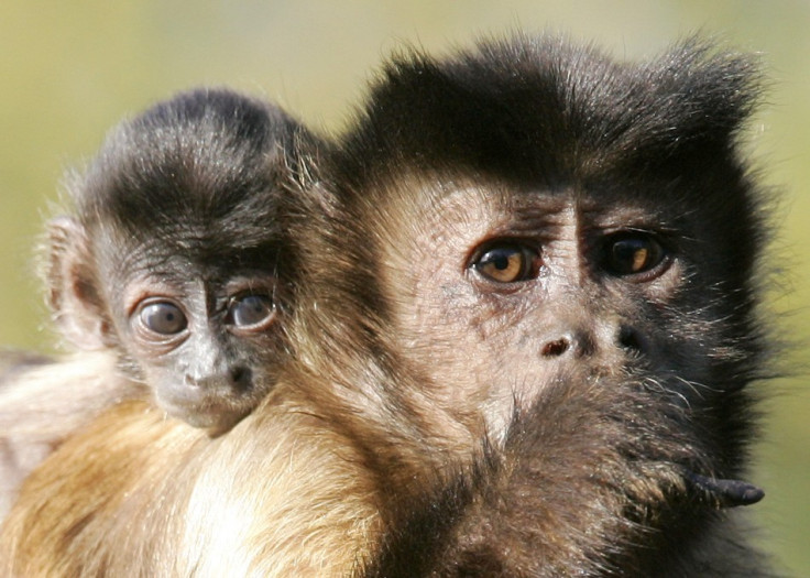 Justin Bieber's pet, Mally, is believed to be a capuchin monkey