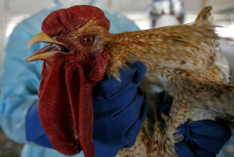 China is considered one of the nations most at risk from bird flu because it has the world's biggest poultry population