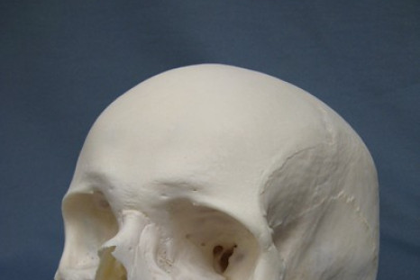 Human Skull: Males to be extinct in five million years