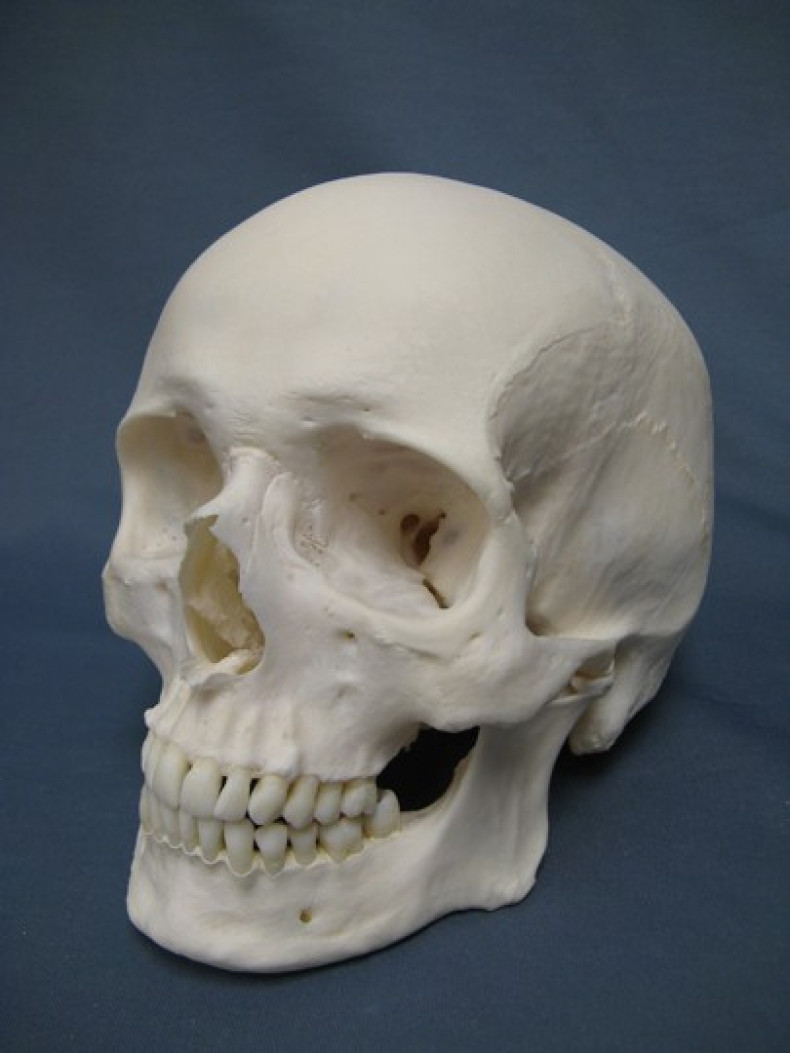 Human Skull: Males to be extinct in five million years