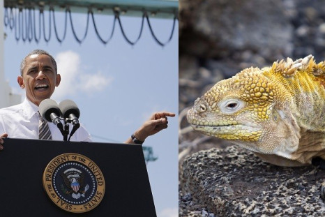 Obama Lizard