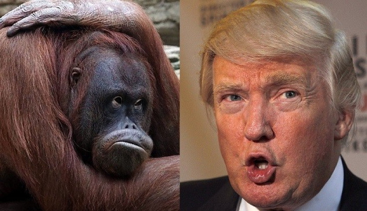 Donald Trump has succesfully proven that his father was not an orangutan (Reuters)