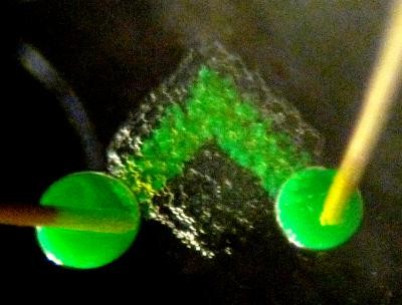 Droplet network c.500 microns across with electrically conductive pathway between electrodes mimicking nerve Droplet network c.500 microns across with electrically conductive pathway between electrodes mimicking nerve