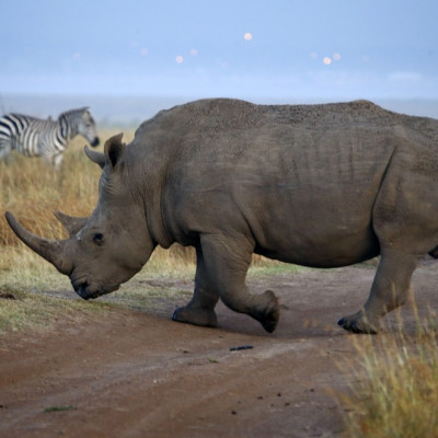 The illegal trade in rhino horn is soaring.