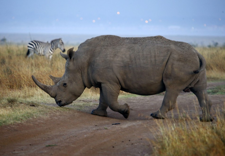The illegal trade in rhino horn is soaring.