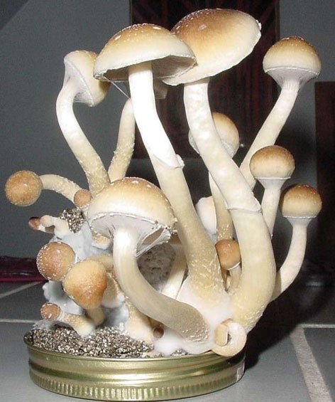 Magic mushrooms