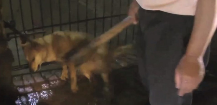 The footage shows dogs being clubbed and their neck slit while still conscious (Animal Equality)