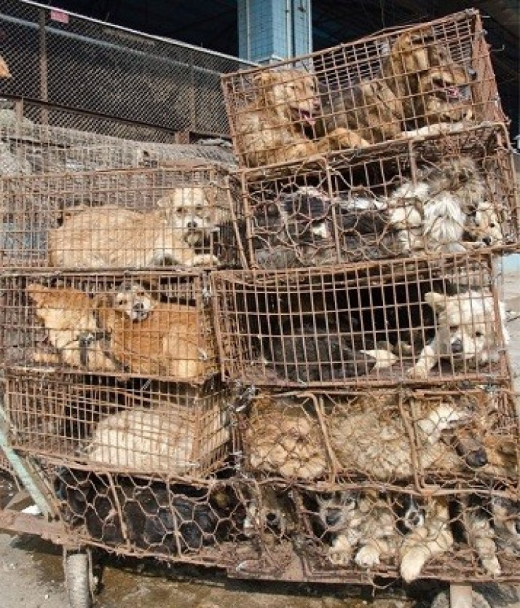 The animals are kept in tiny cages while they await their fate (Animal Equality)