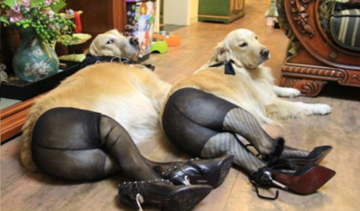 Dogs in Stockings