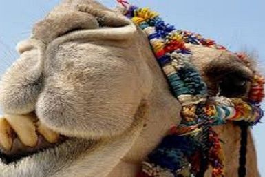 Camel, alive