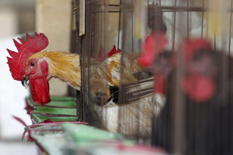 Chicken