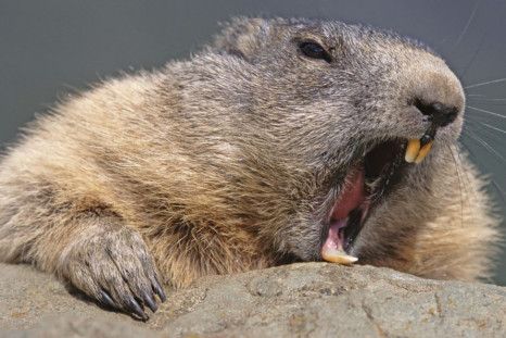 Beaver