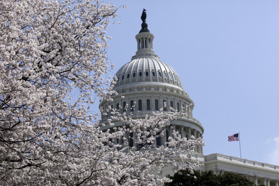 Cherry trees are in full bloom in front of the U.S. Capitol in Washington April 10, 2013.