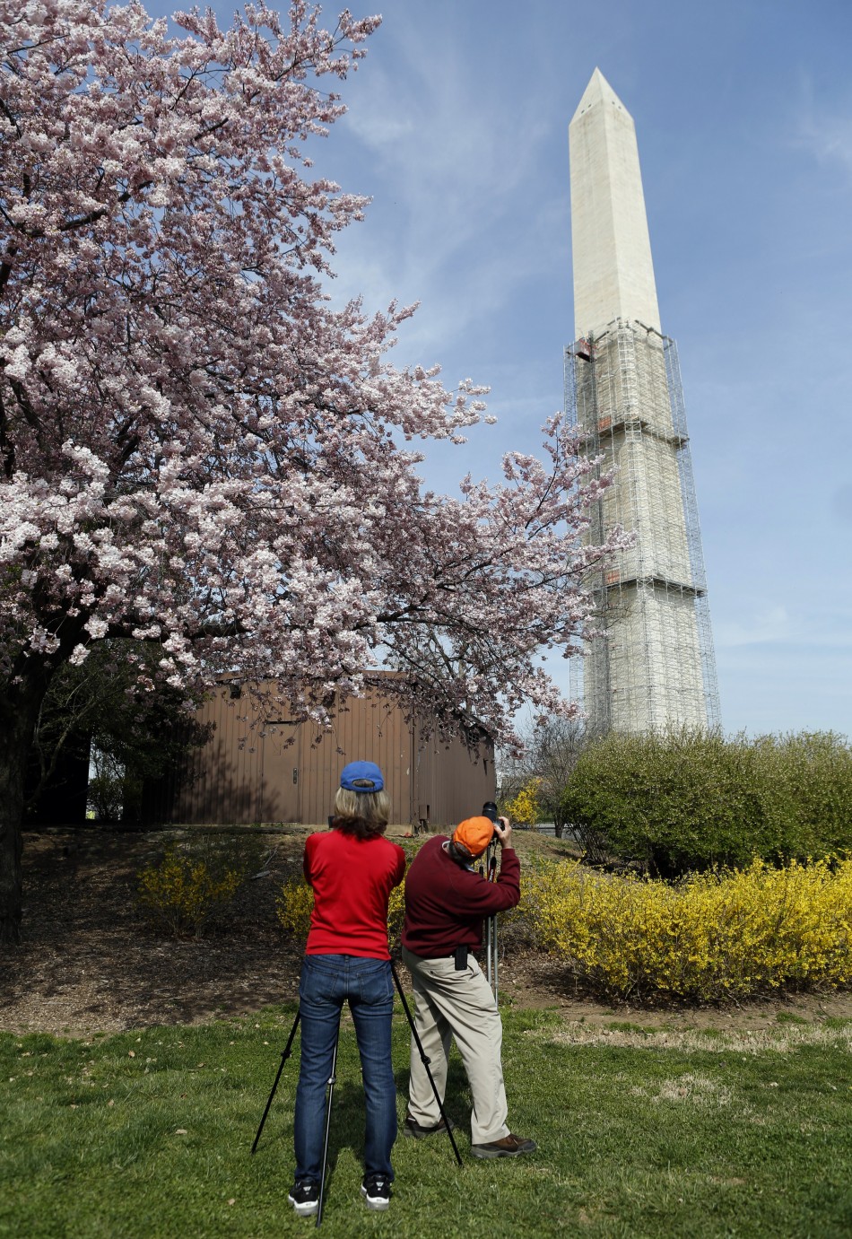A couple photograph cherry trees in front of the Washington Monument in Washington April 8, 2013. The National Cherry Blossom Festival is in full swing, with peak bloom occurring early this week.